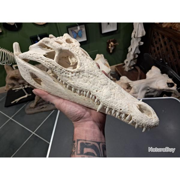 Vrai cr�ne de crocodile du Nil ; 33 cm ; Crocodylus niloticus #2109(3)