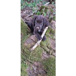CHIEN D'OYSEL ALLEMAND