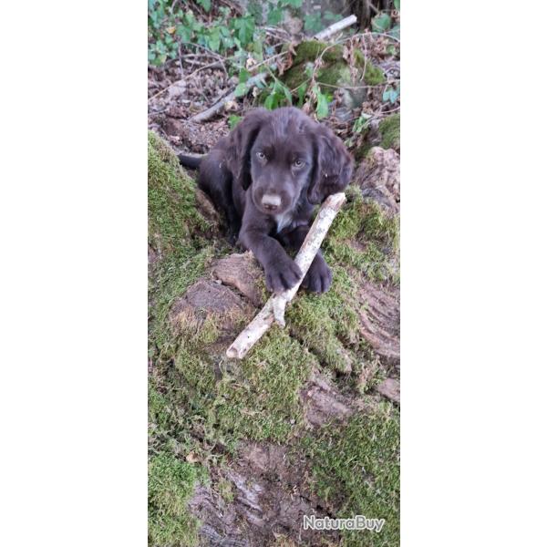 CHIEN D'OYSEL ALLEMAND
