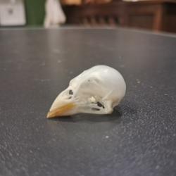 Cr&acirc;ne de canari #01069(3)