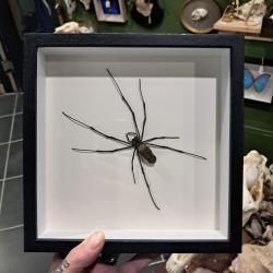 N&eacute;phile dor&eacute;e  sous cadre vitrine #2