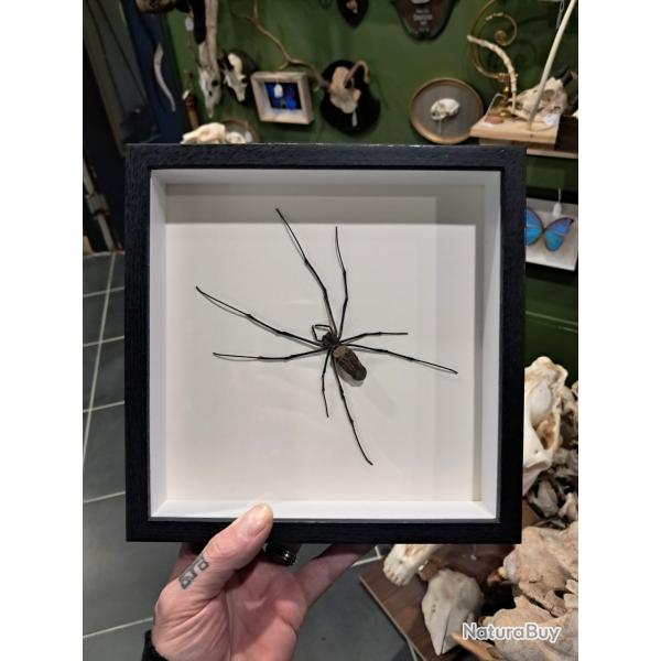 N�phile dor�e  sous cadre vitrine #2