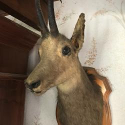 T&ecirc;te de Chamois naturalis&eacute;e