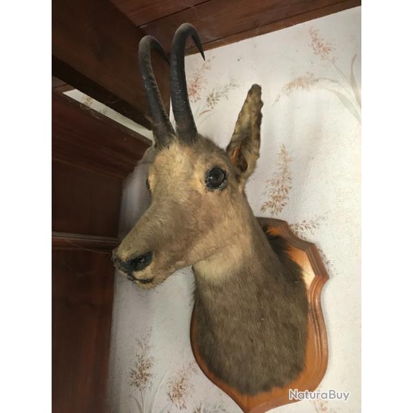 T�te de Chamois naturalis�e