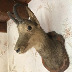 T&ecirc;te de Chamois naturalis&eacute;e par un professionnel