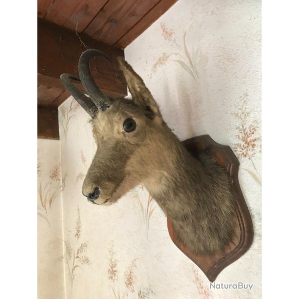 T�te de Chamois naturalis�e par un professionnel