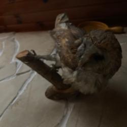 Vente animaux empaill&eacute;s principalement oiseaux