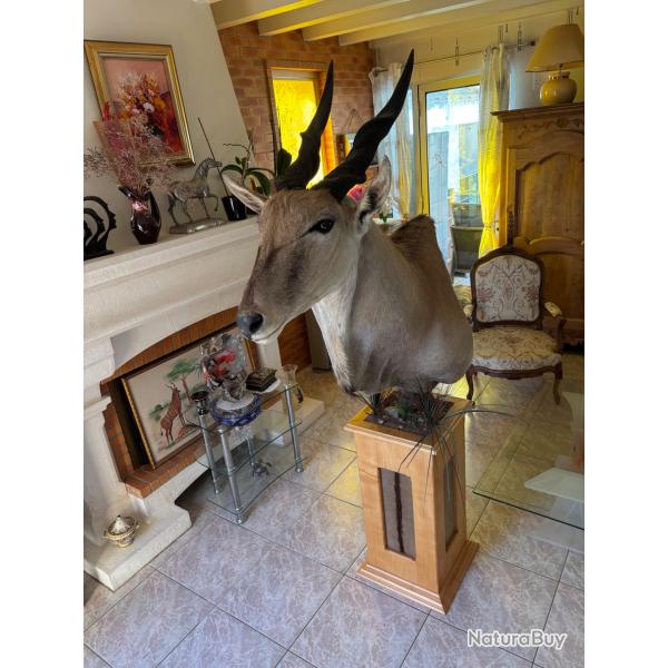 Vente �lan du cap naturalis� sur pi�destal