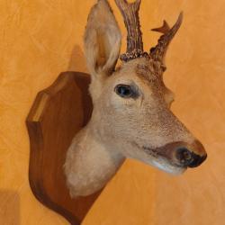 Troph&eacute;e t&ecirc;te de chevreuil haut. totale 46 cm