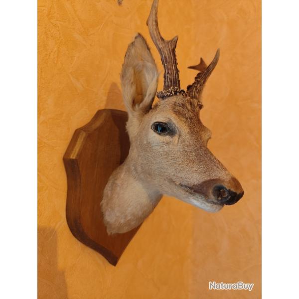 Troph�e t�te de chevreuil haut. totale 46 cm