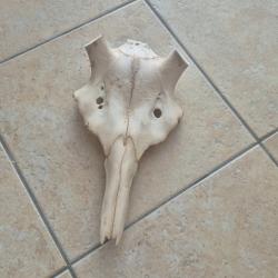 crane de cerf