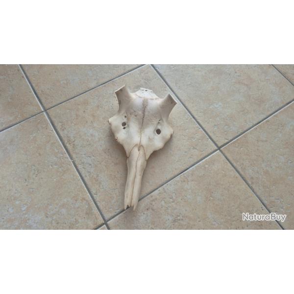 crane de cerf
