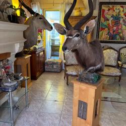 Vente d'un nyala naturalis&eacute; sur pi&eacute;destal