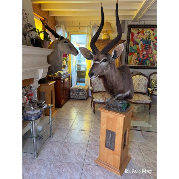 Vente d'un nyala naturalis� sur pi�destal