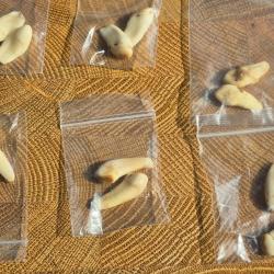 lot de 6 paires de croc de cerf