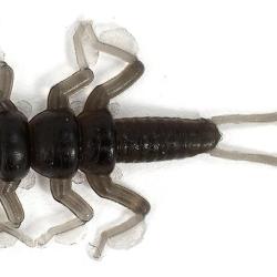 DAPPY STONEFLY - 954 NATURAL