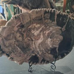 Tranche de bois Fossilis&eacute; (P&eacute;trifi&eacute;)