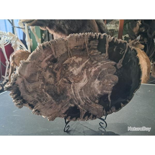 Tranche de bois Fossilis� (P�trifi�)