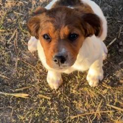 Magnifiques chiots &Eacute;pagneul Breton disponibles (3 femelles et 1 m&acirc;le). Robes noir & blanc et marron