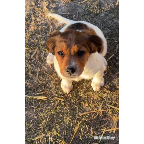 Magnifiques chiots �pagneul Breton disponibles (3 femelles et 1 m�le). Robes noir & blanc et marron