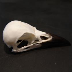 crane de corbeau freux, v&eacute;ritable et non une copie en r&eacute;sine N&deg;4
