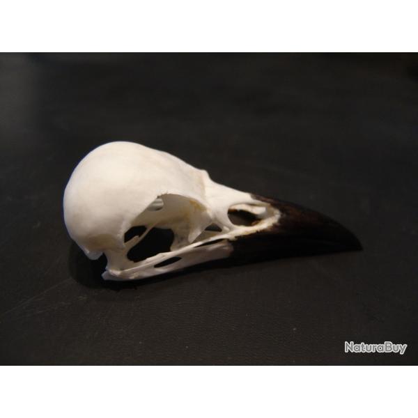 crane de corbeau freux, v�ritable et non une copie en r�sine N�4
