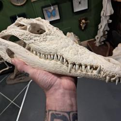 Vrai cr&acirc;ne de crocodile du Nil ; 34 cm ; Crocodylus niloticus #2109(4)