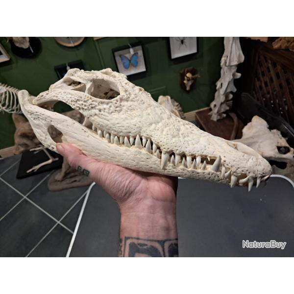 Vrai cr�ne de crocodile du Nil ; 34 cm ; Crocodylus niloticus #2109(4)
