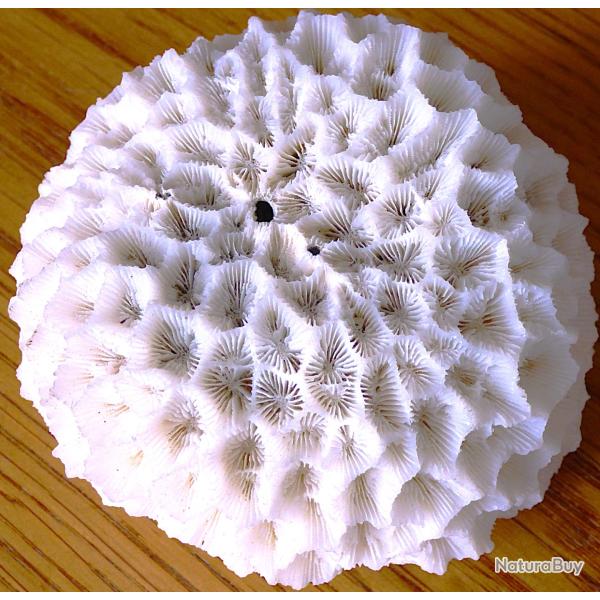 SPLENDIDE COQULLAGE CERVEAU  -- FORME RARE A PLACER PARMI D' AUTRES CORAUX MARINS DIVERS -11 clich�s