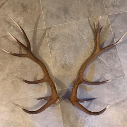 Magnifique Paire de bois de cerf