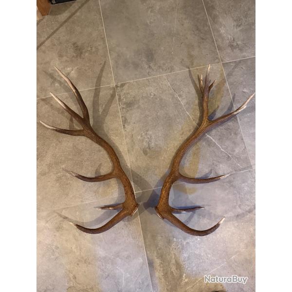 Magnifique Paire de bois de cerf