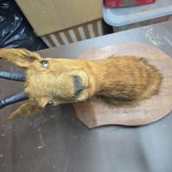 T&ecirc;te de chamois