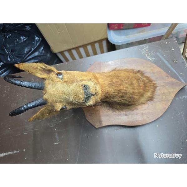 T�te de chamois