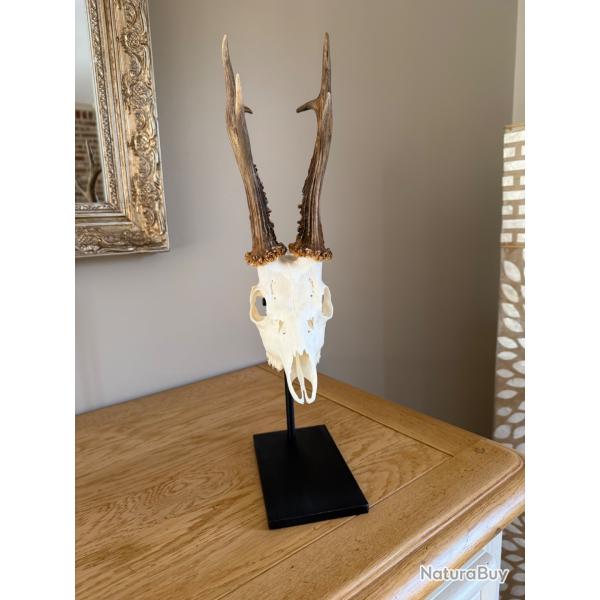 Support troph�e brocard