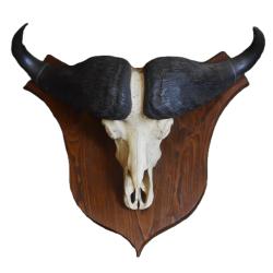 Massacre de buffle du cap ( Sync&eacute;rus Caffer )