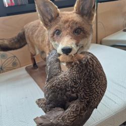 Renard roux naturalis&eacute; entier avec canard colvert dans la gueule sur socle bois massif