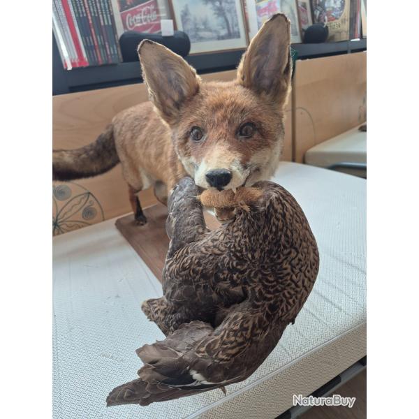 Renard roux naturalis� entier avec canard colvert dans la gueule sur socle bois massif