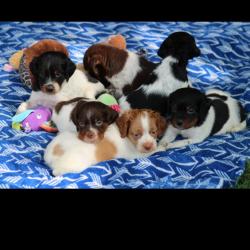 Chiots &eacute;pagneul breton