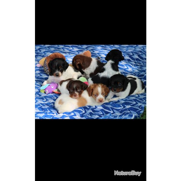 Chiots �pagneul breton