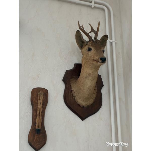 T�te de chevreuil naturalis�