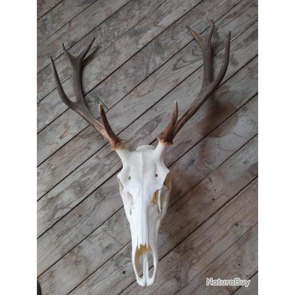 troph� de cerf 8 corps