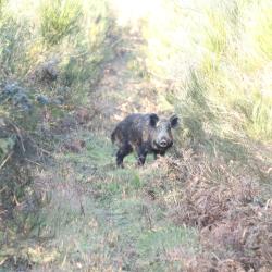 Recherche journ&eacute;e/action de chasse Sud-manche