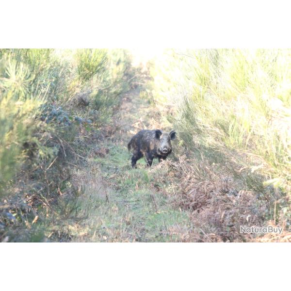 Recherche journ�e/action de chasse Sud-manche