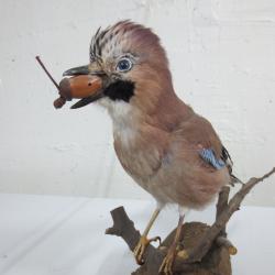 Geai des ch&ecirc;nes naturalis&eacute; / Taxidermie ancienne