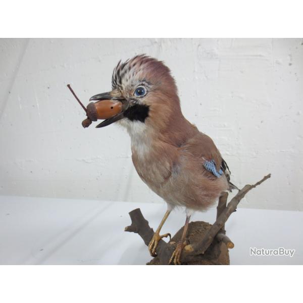 Geai des ch�nes naturalis� / Taxidermie ancienne