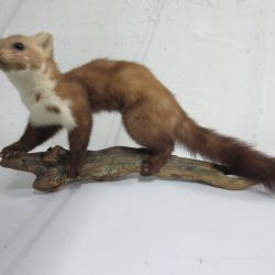 FOUINE Naturalis&eacute;e /Taxidermie ancienne
