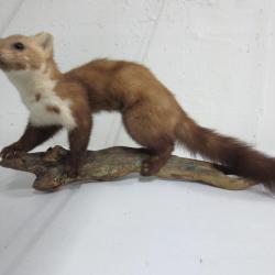 FOUINE Naturalis&eacute;e /Taxidermie ancienne