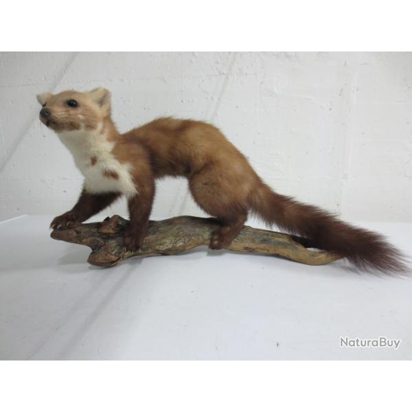FOUINE Naturalis�e /Taxidermie ancienne