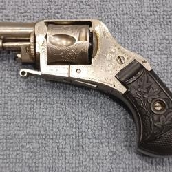 Revolver bulldog puppy