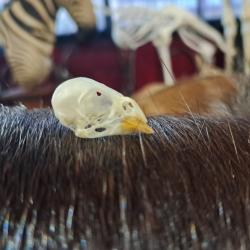 Cr&acirc;ne de canari #01069(4)